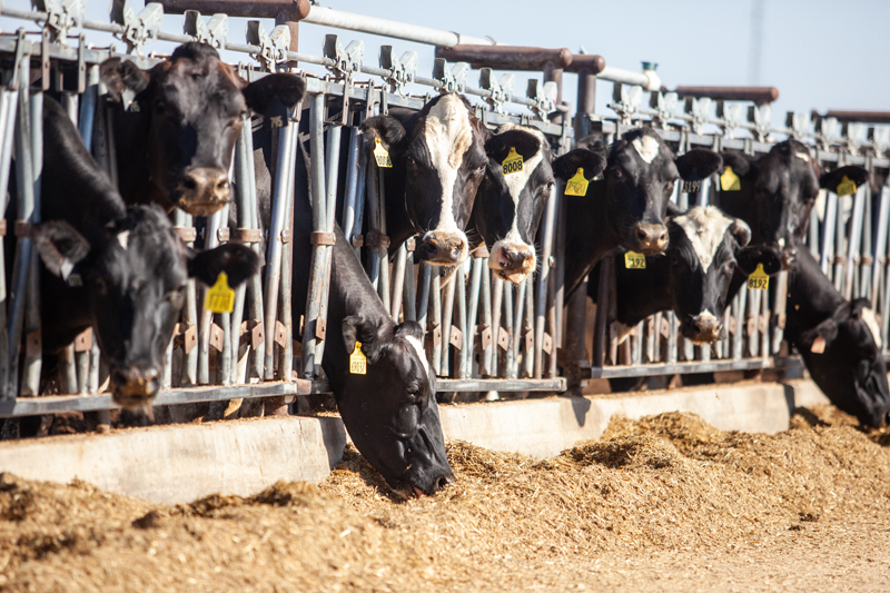 Dairy Cows eating at Legacy Farms