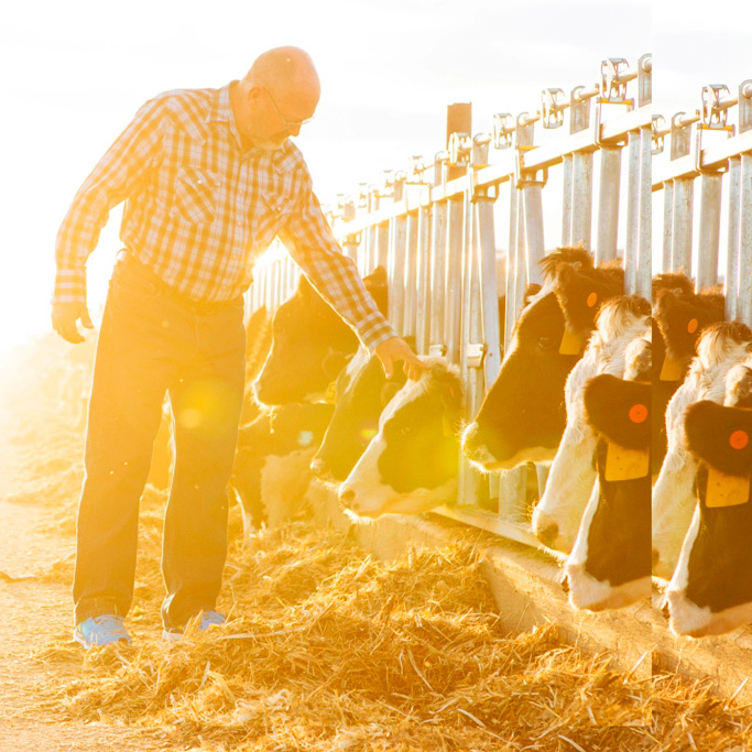 caring for the cows