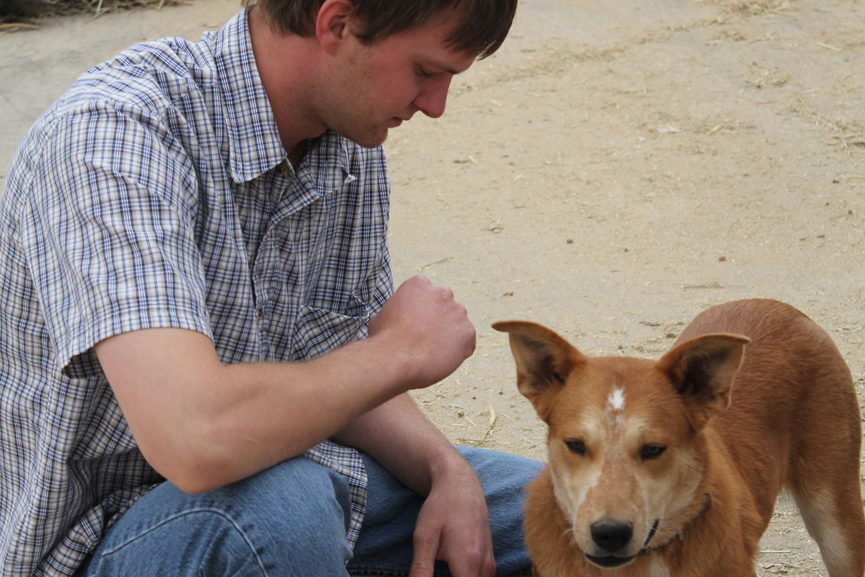 Farm dogs are great company on the long days working on a dairy.