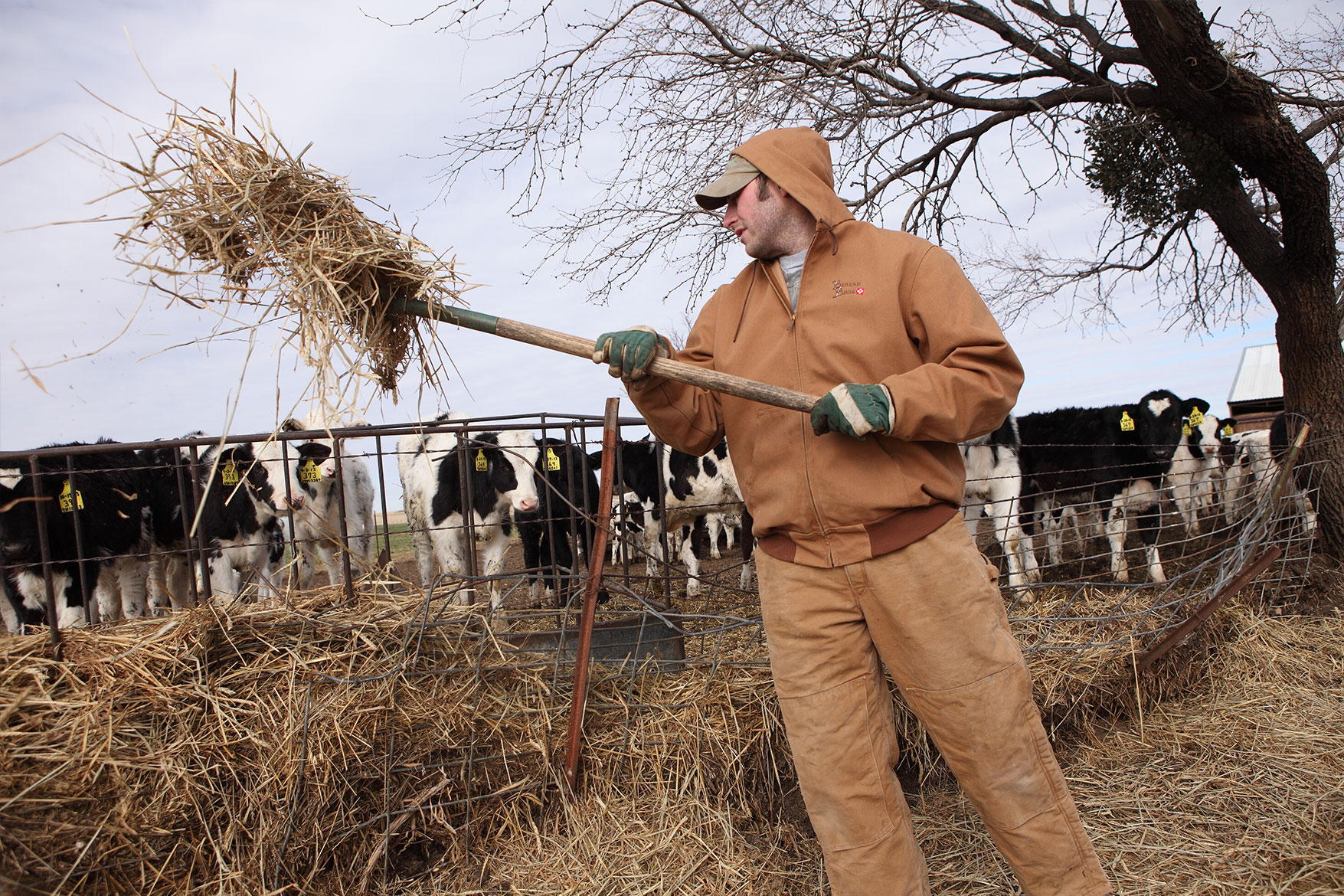 Moving up feed for heifers (young females who haven't had a calf yet).