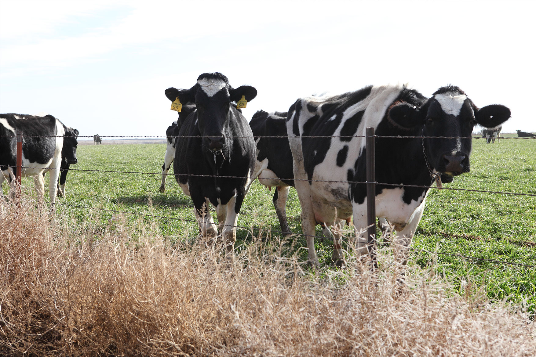 Curious cows look to see what’s on the other side of the fence.