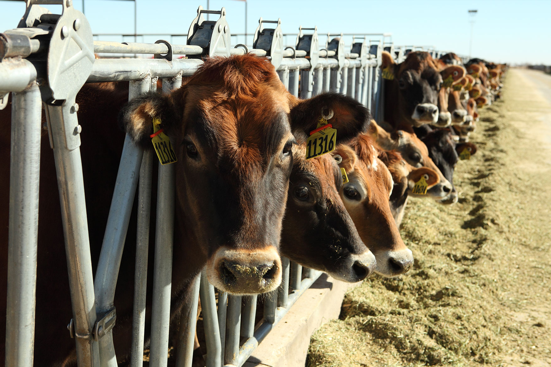 Texico Jerseys looking at our photographer while they eat.