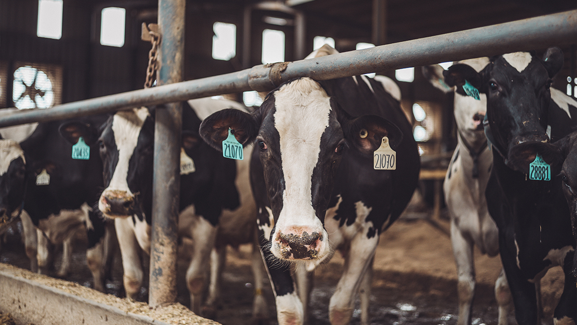 Holstein cows in the Wolf Creek Dairy feed lane.