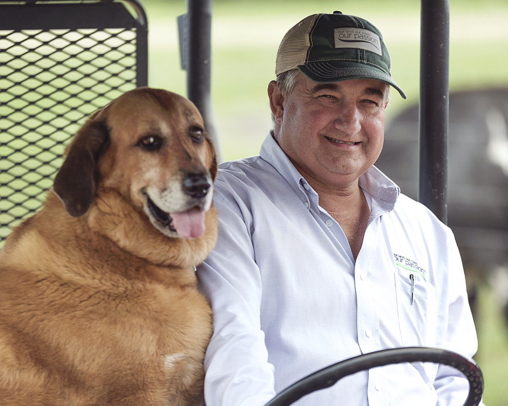 The Jackson family dog assisting with dairy farming.