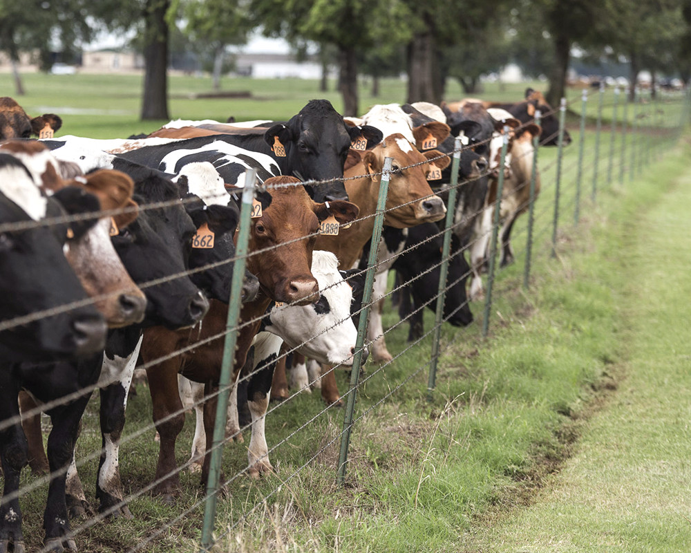 Cows lining up to see what's happening on the other side of the fence.