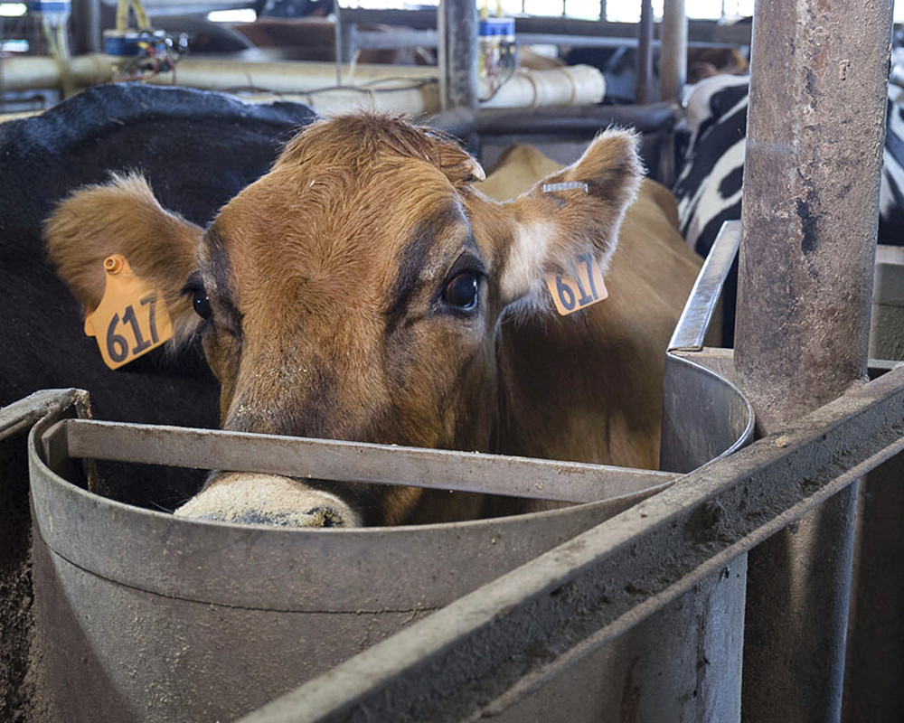 A brown cow exploring the barn.