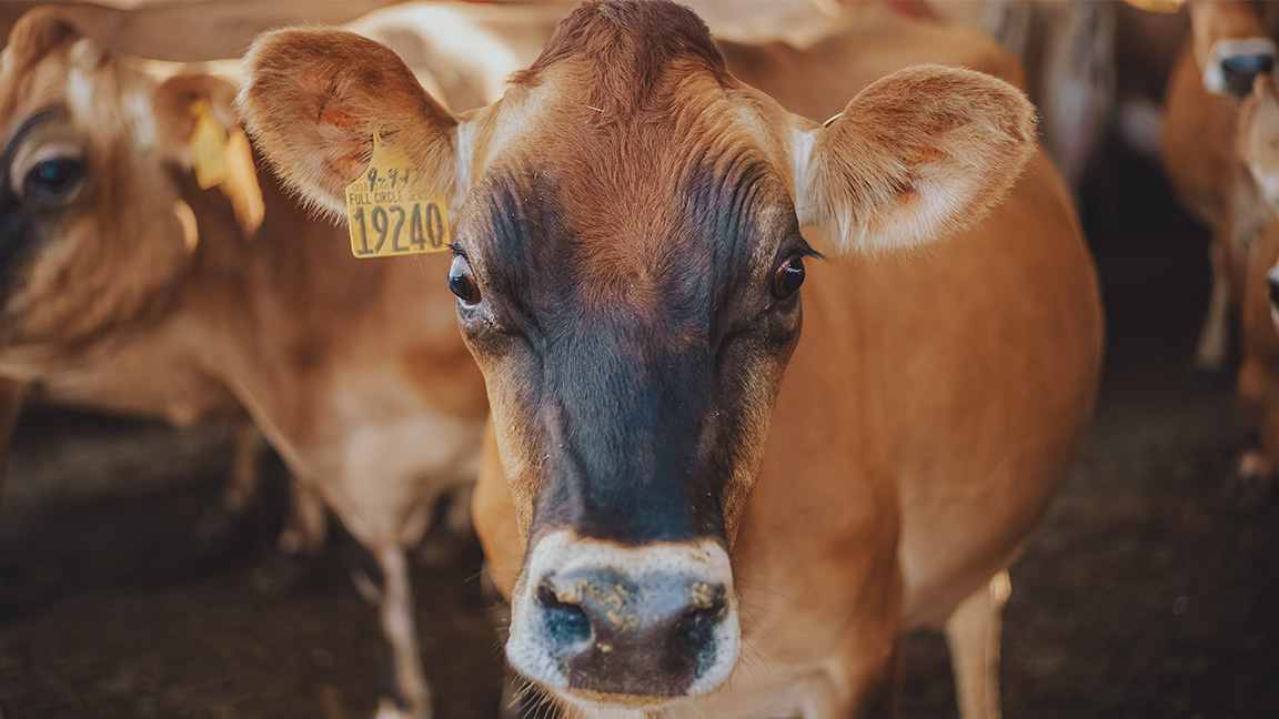 A jersey cow from Full Circle Jerseys.