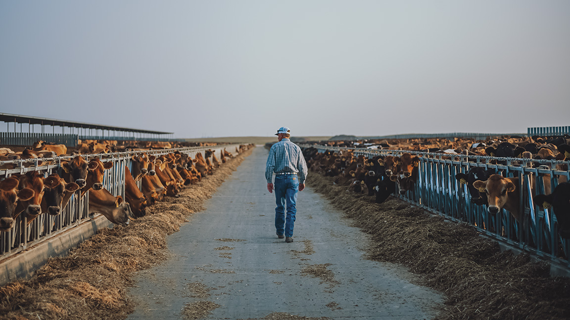 Sieto Mellema strolling down the feed lane of his open air dry lot.