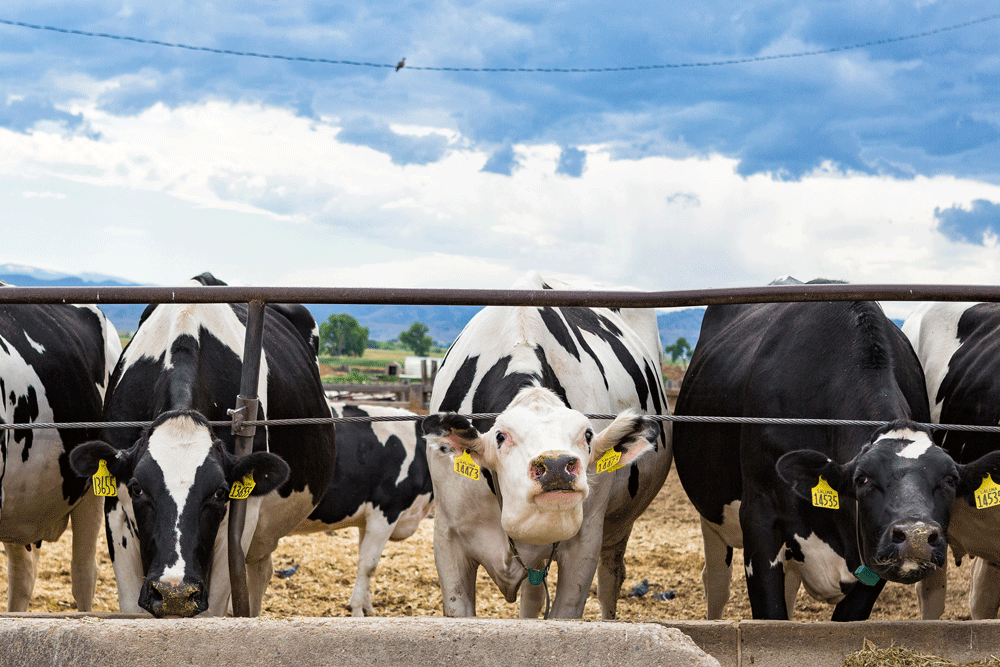 More curious cows looking at the camera.