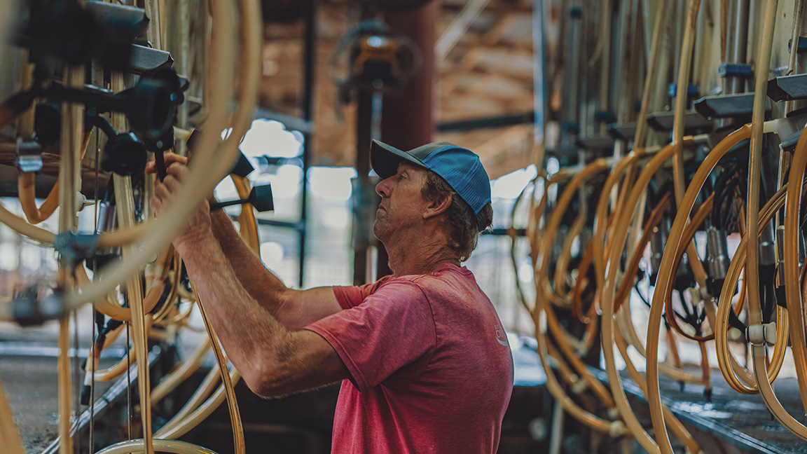 Hendrik Talsma checking equipment in the milking parlor.