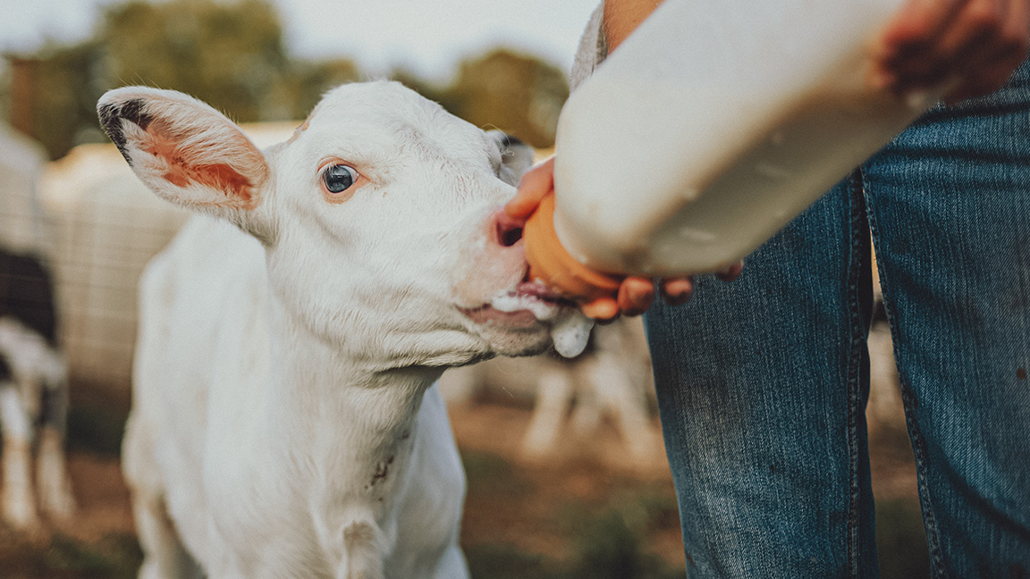 Sike Talsma feeding a calf.