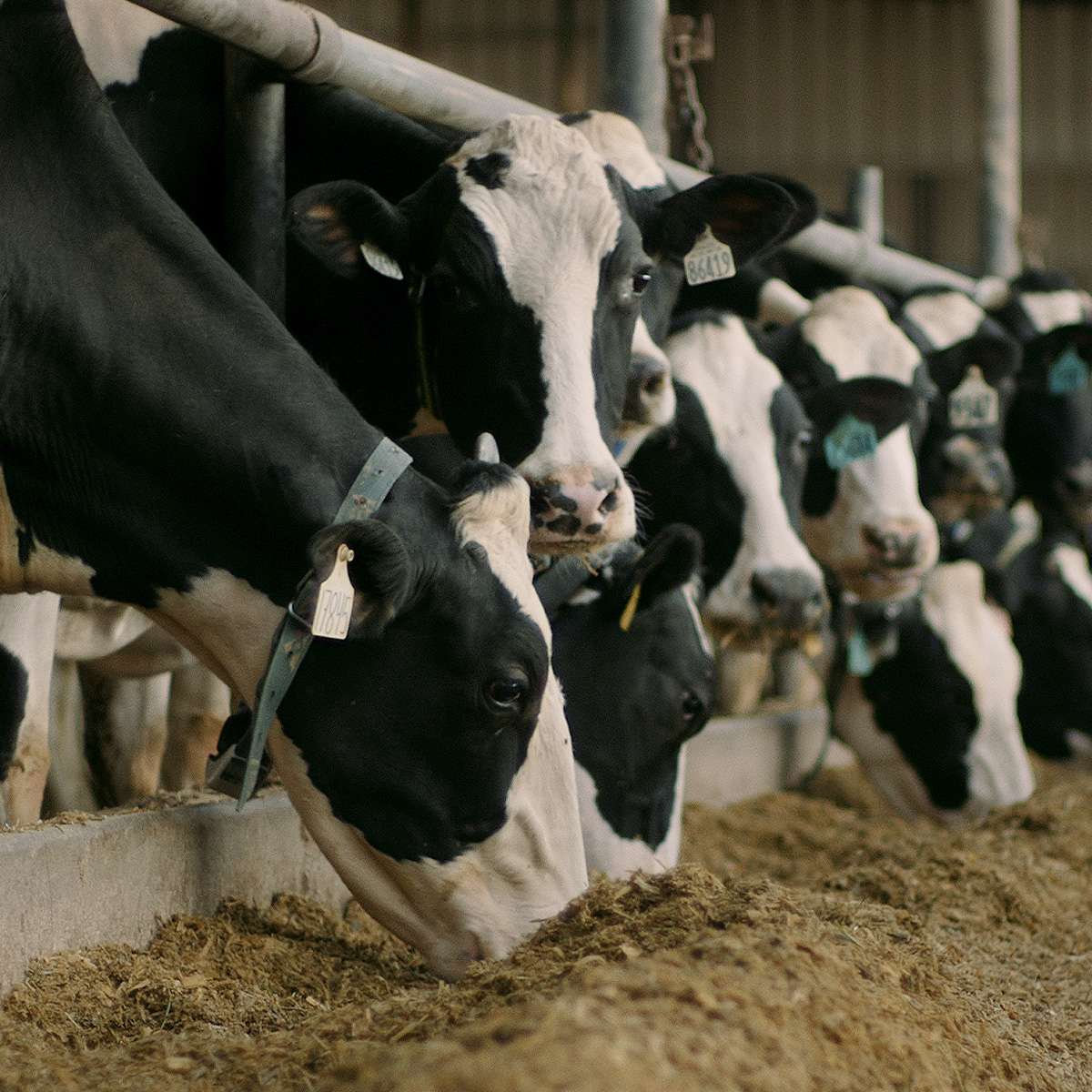 Dairy cows eating