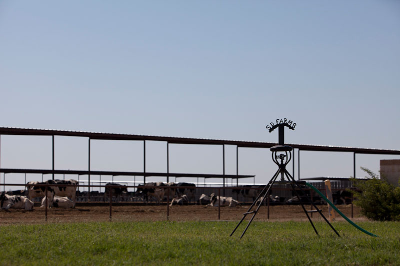 The SD Farms sign with Holsteins in the background.