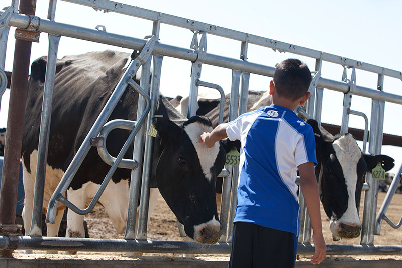 The youngest Vasquez pets a Holstein while she eats.