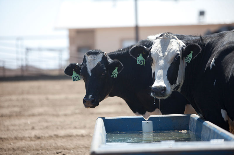 Two cows enjoy a cool drink of water.