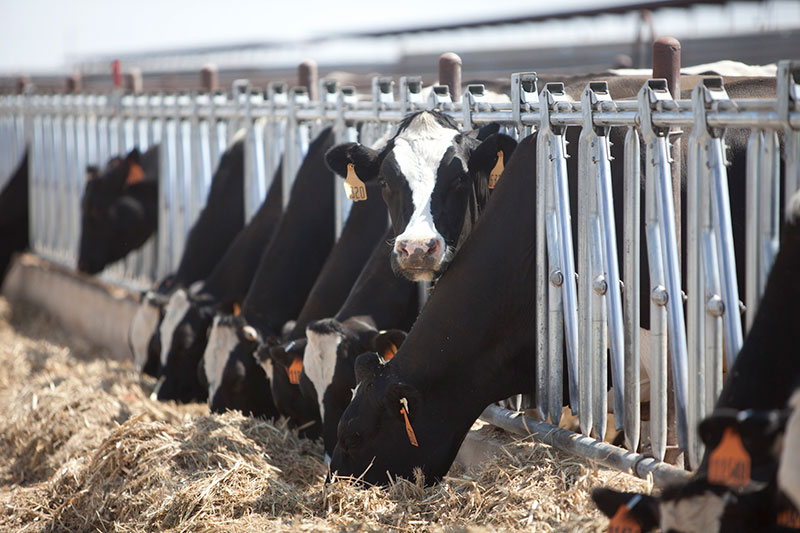 A Holstein cow at A-Tex Dairy pauses eating to look at the camera.