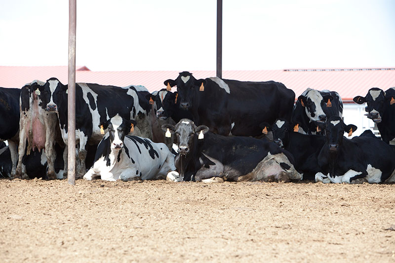 Holsteins relaxing and enjoying the day on A-Tex Dairy.