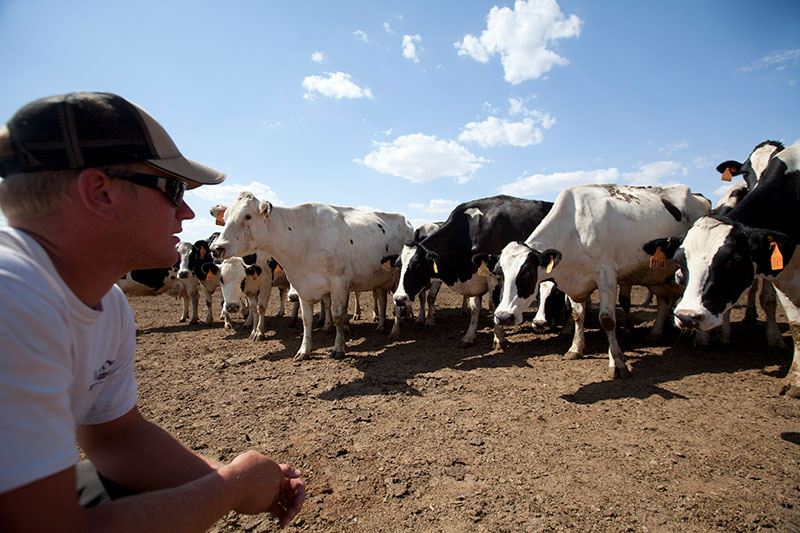 Curious Holstein cows seeing what their farmer is up to.