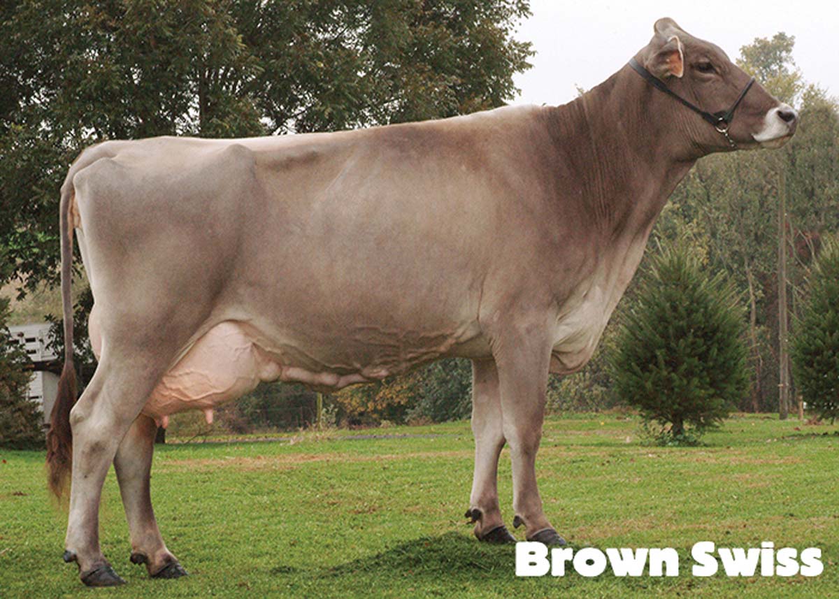 brown swiss