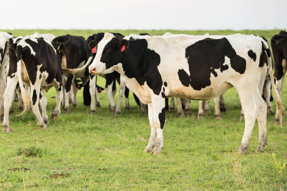 A group of heifers (young females who have not had a calf) enjoy some time on pasture.