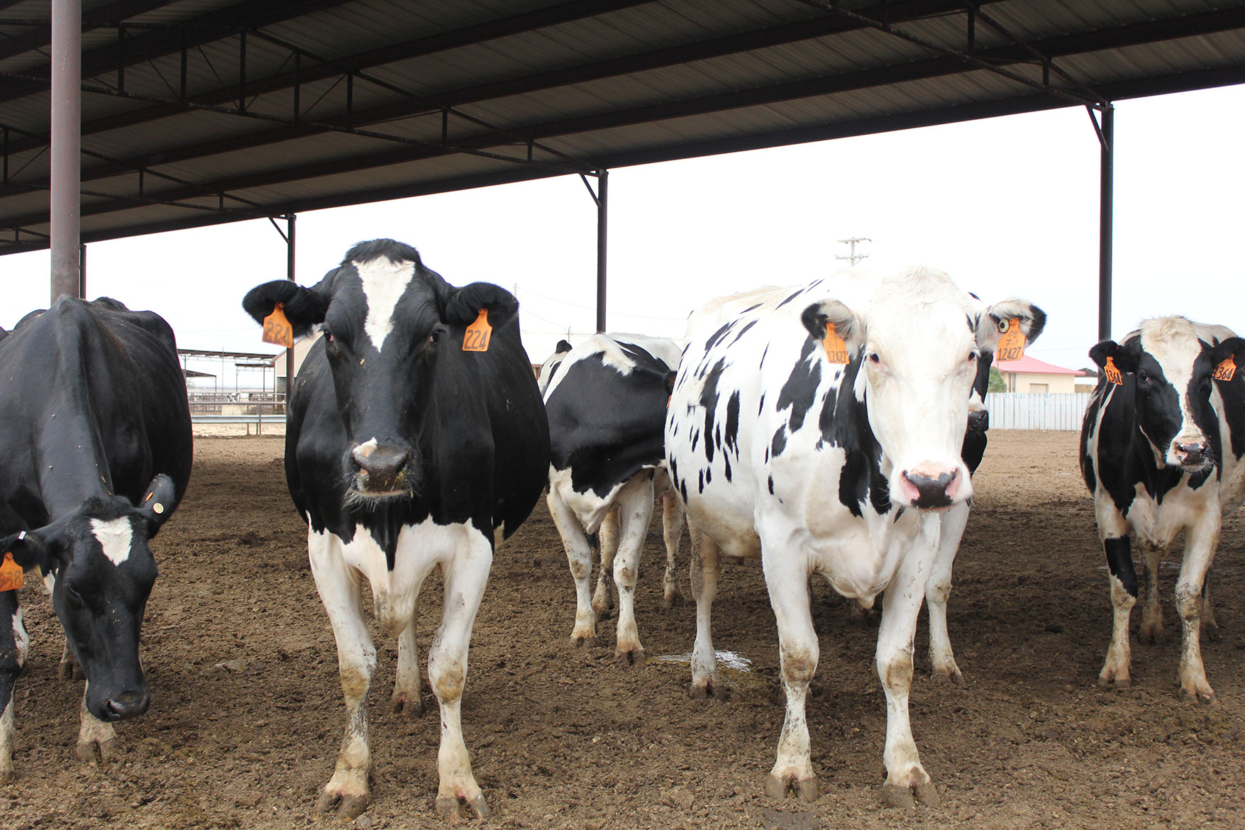 Holstein cows look at our photographer with curiosity.