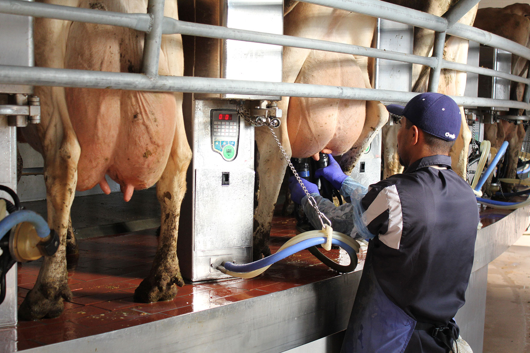 Close up of milking at Full Circle Jerseys Dairy.