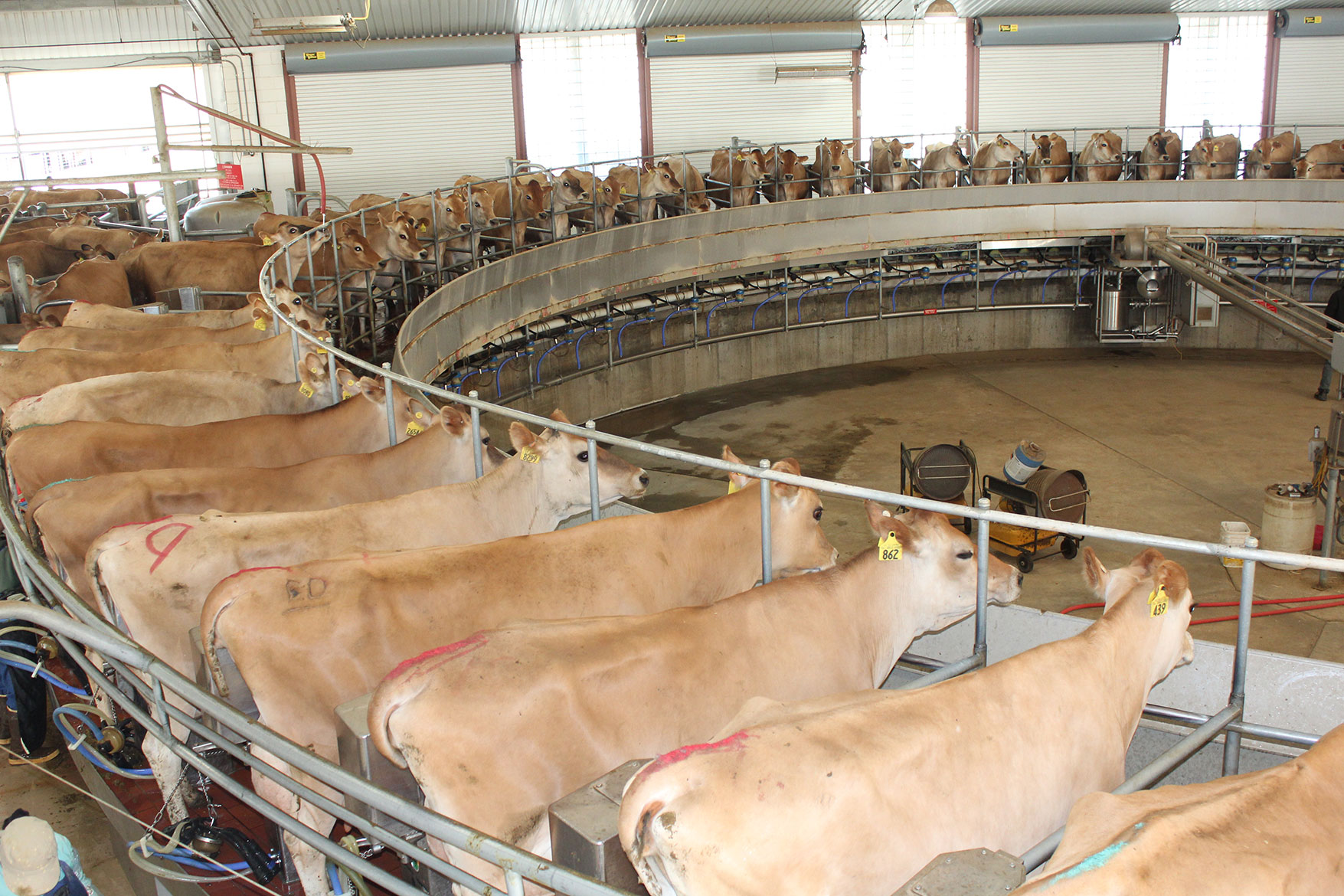 Jersey cows ride the carousel while being milked at Full Circle Jerseys Dairy.