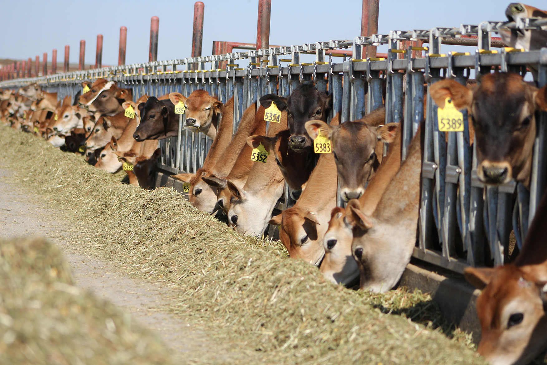 A row of Jersey cows enjoying their feed.