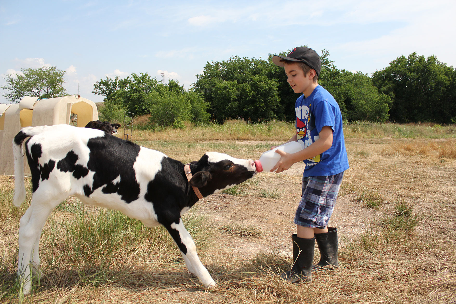 Feeding calves at Four Kings dairy farm.