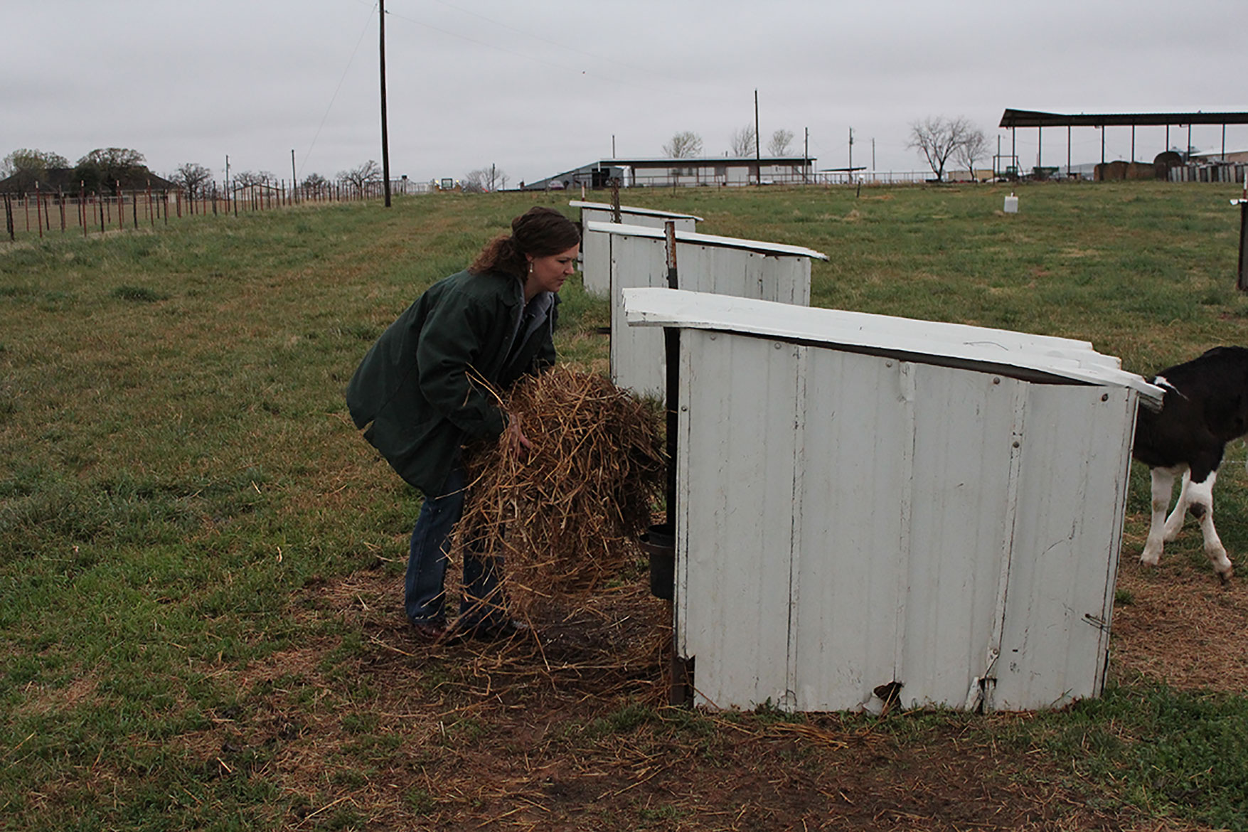 Making sure the calves have fresh, dry bedding.