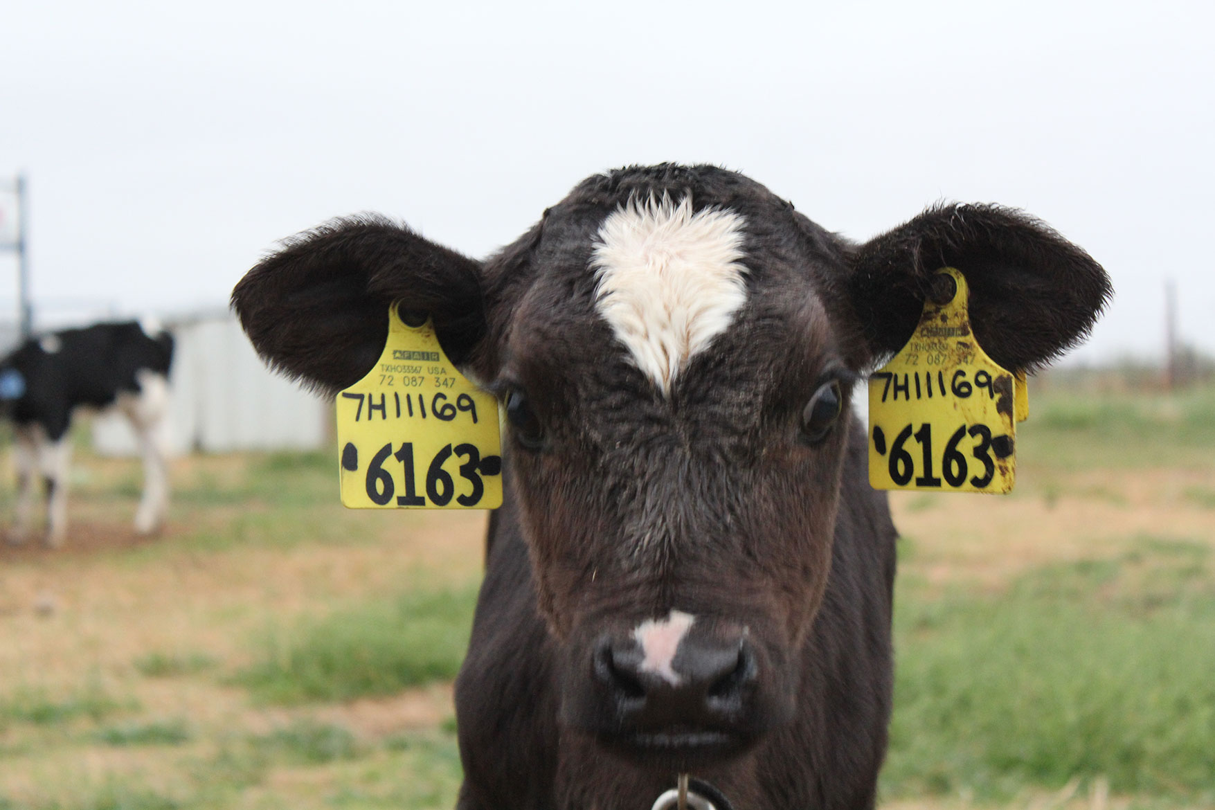 A Holstein calf poses for a photo.