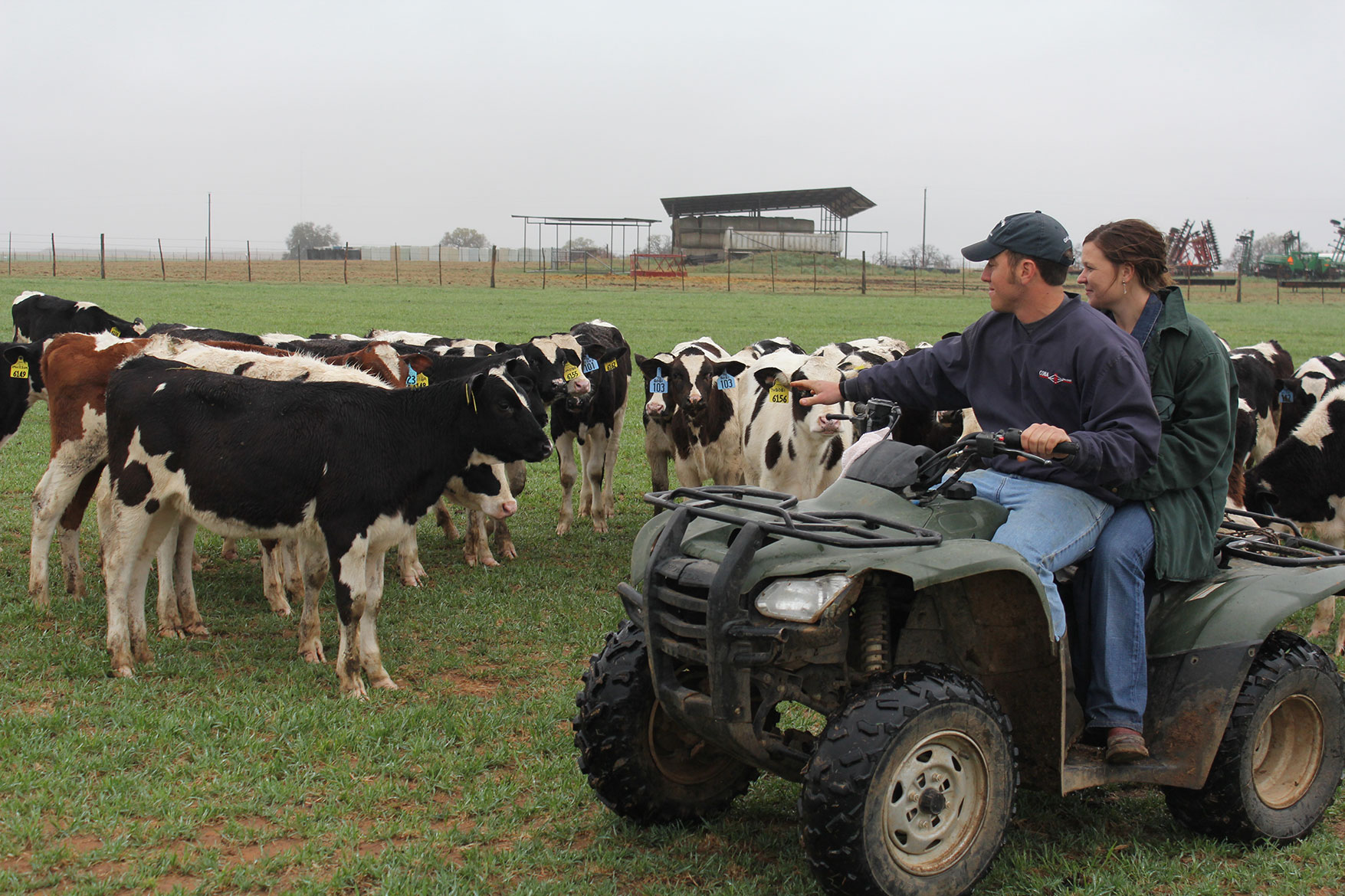 Looking over the heifers (young females who have not had calves) on pasture.