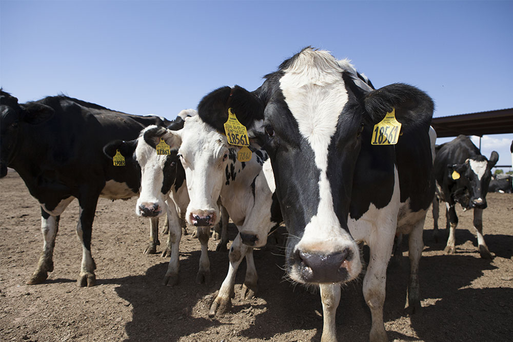 Holstein cows checking out our photographer at Jones Dairy.