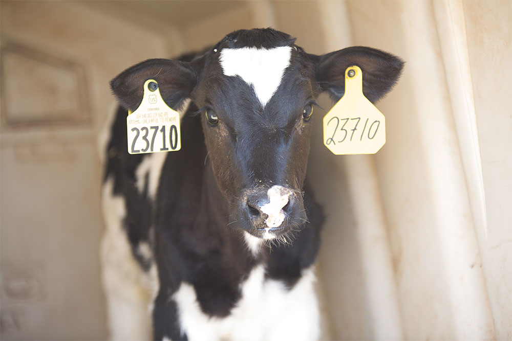 Another Holstein calf enjoying her cool, shady hutch at Jones Dairy.