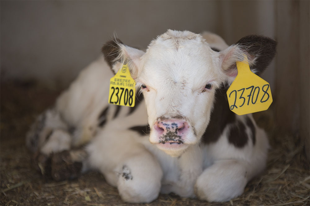 A Holstein calf enjoying her cool, shady hutch at Jones Dairy.