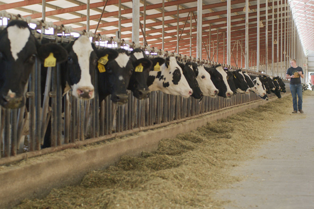 Jagger Dinis walks down the feed lane examining cows.