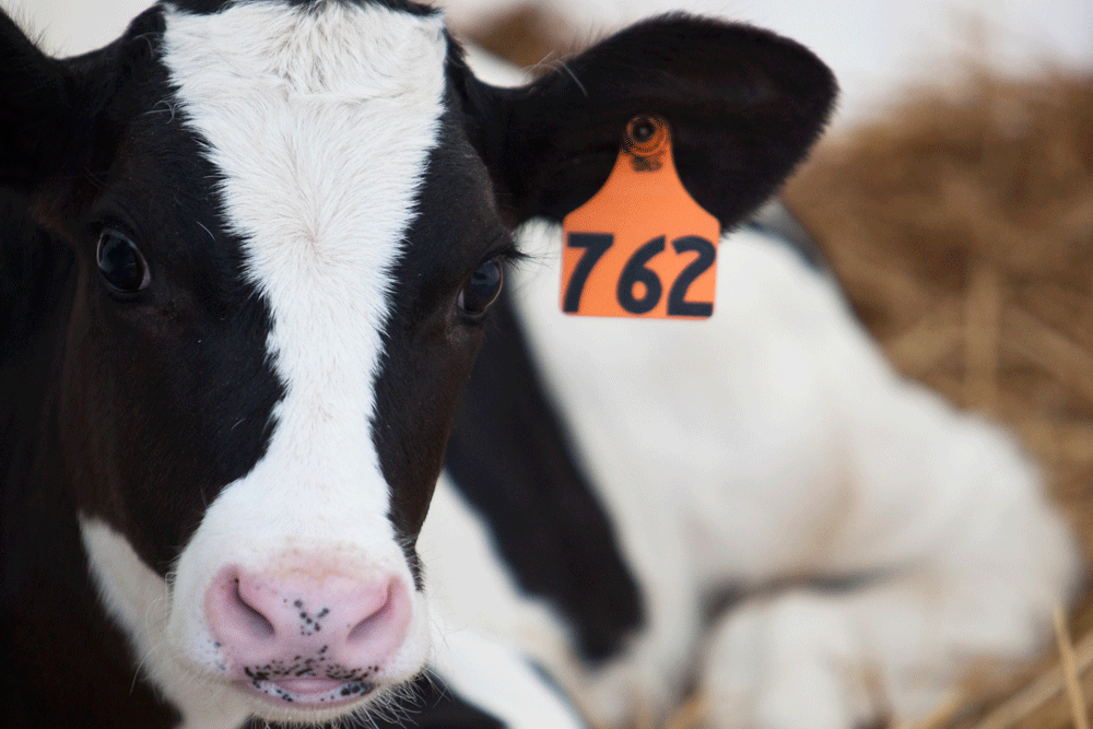 A beautiful Holstein calf enjoying some fresh bedding.