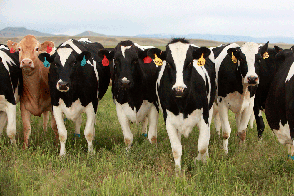 Curious cows posing in the George's Wyoming pasture.