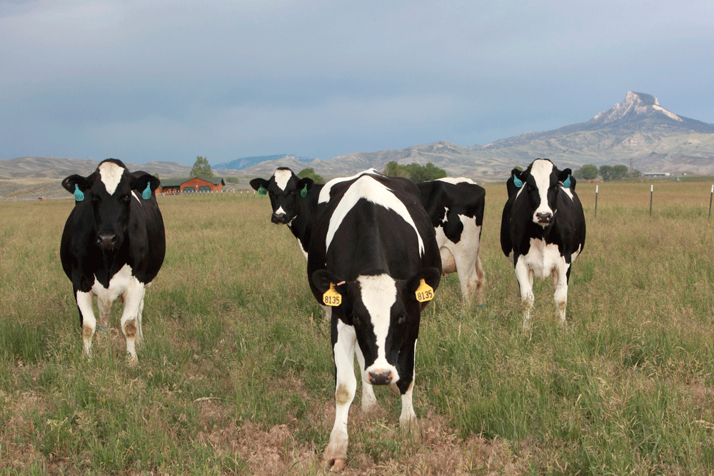 Holstein cows checking out our photographer in front of Wyoming's Heart Mountain.