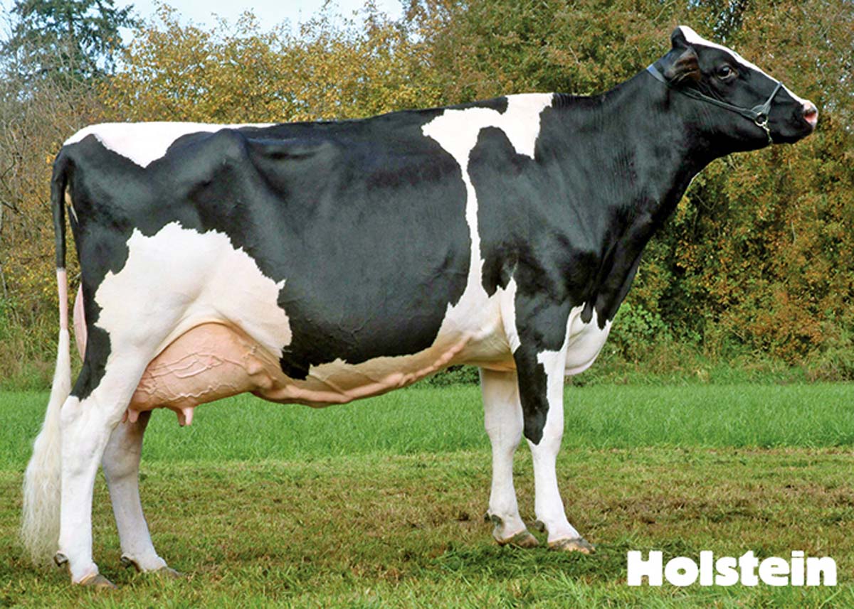 holstein