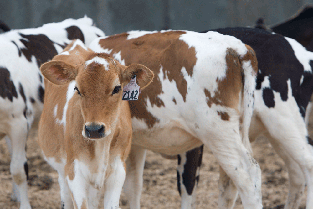 A group of heifers (young females who have not had a calf yet) a day at Quail Ridge Dairy.