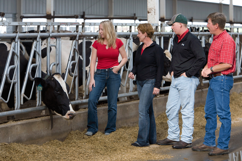 The family looks over cows in the barn.