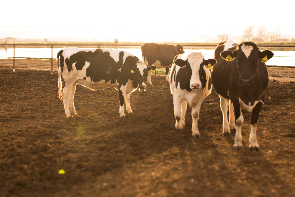 Cows enjoying a beautiful day on the dry lot at Long Meadow Farm.