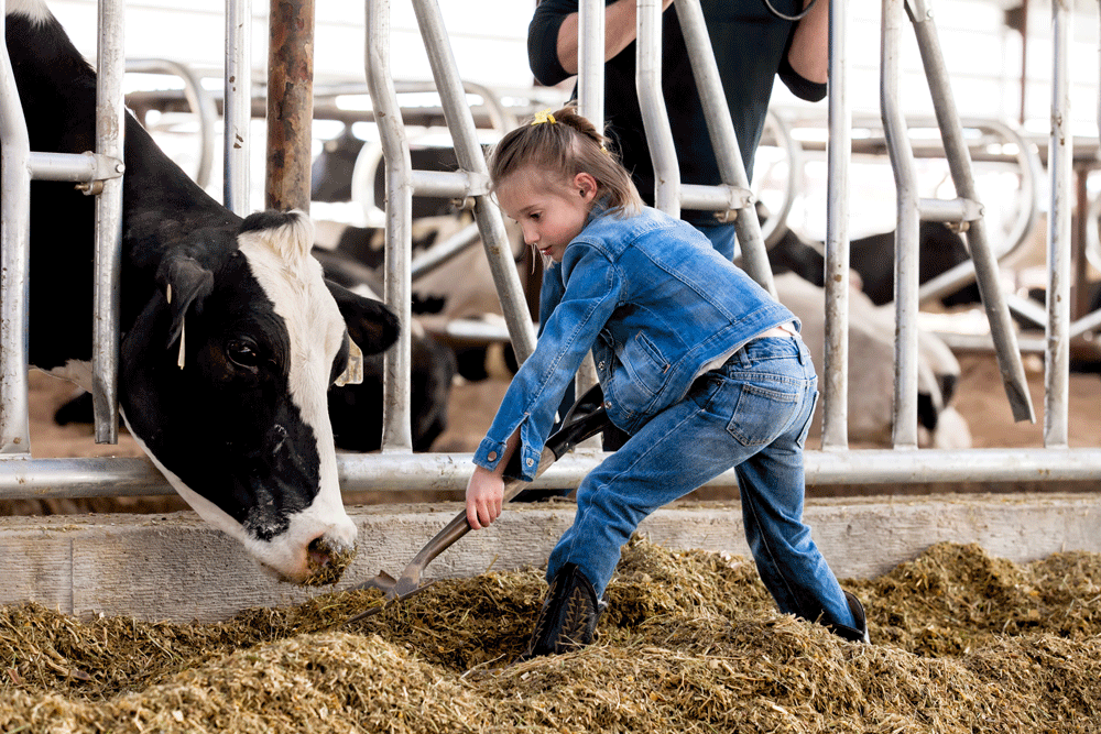 Avy making sure the cows have enough to eat.