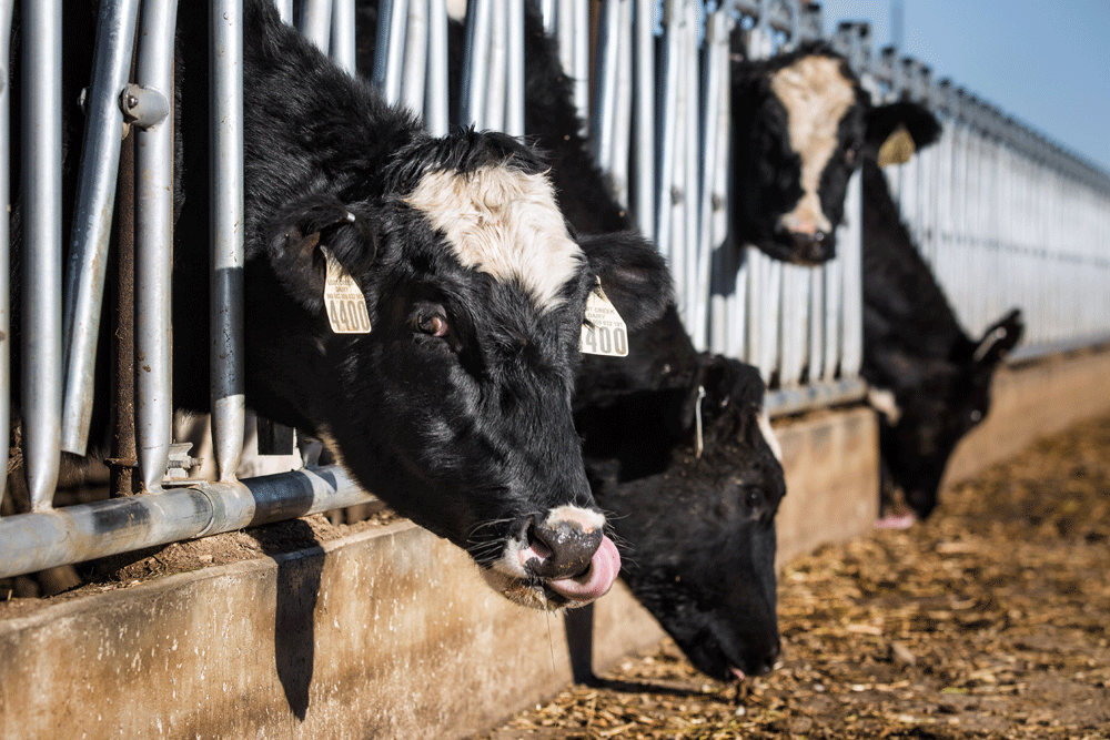 A cow makes sure her nose is clear.