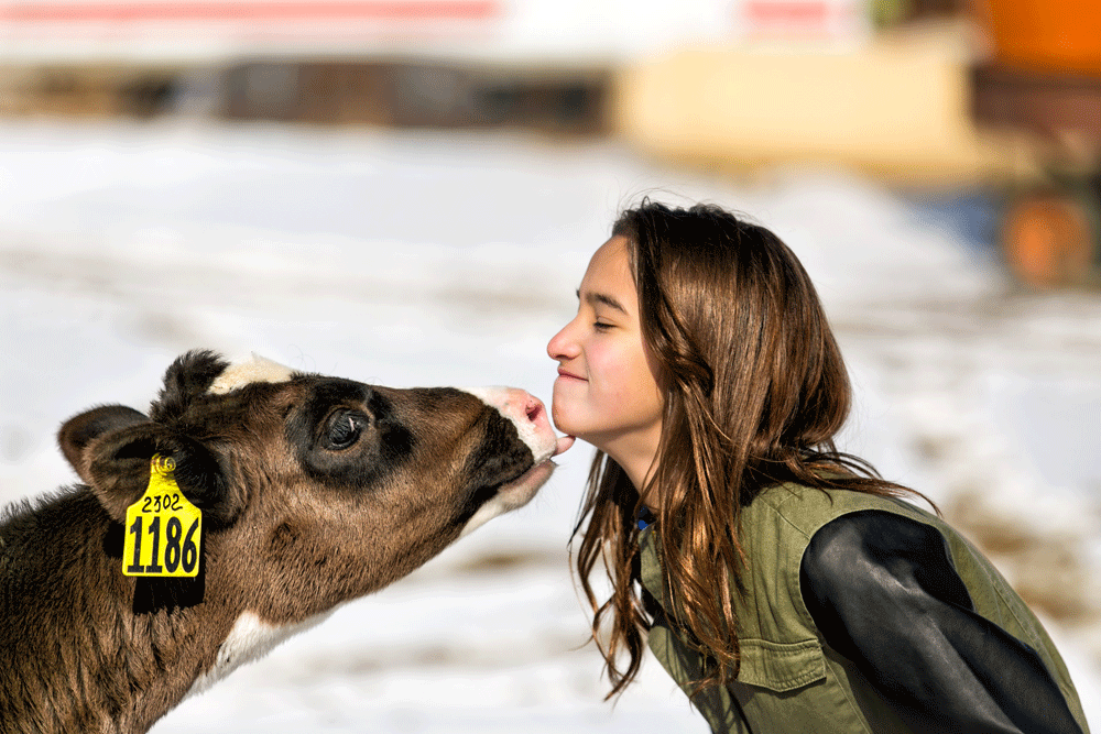 One of the Dickinson girls gets a kiss from a calf.