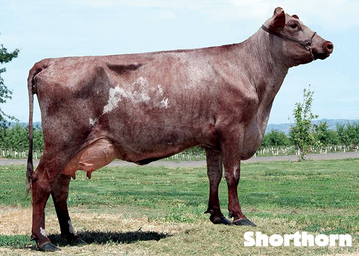 shorthorn