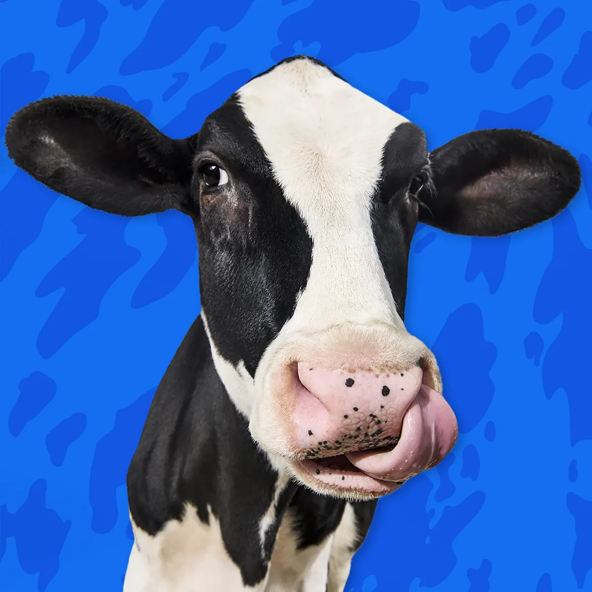 cow on blue background