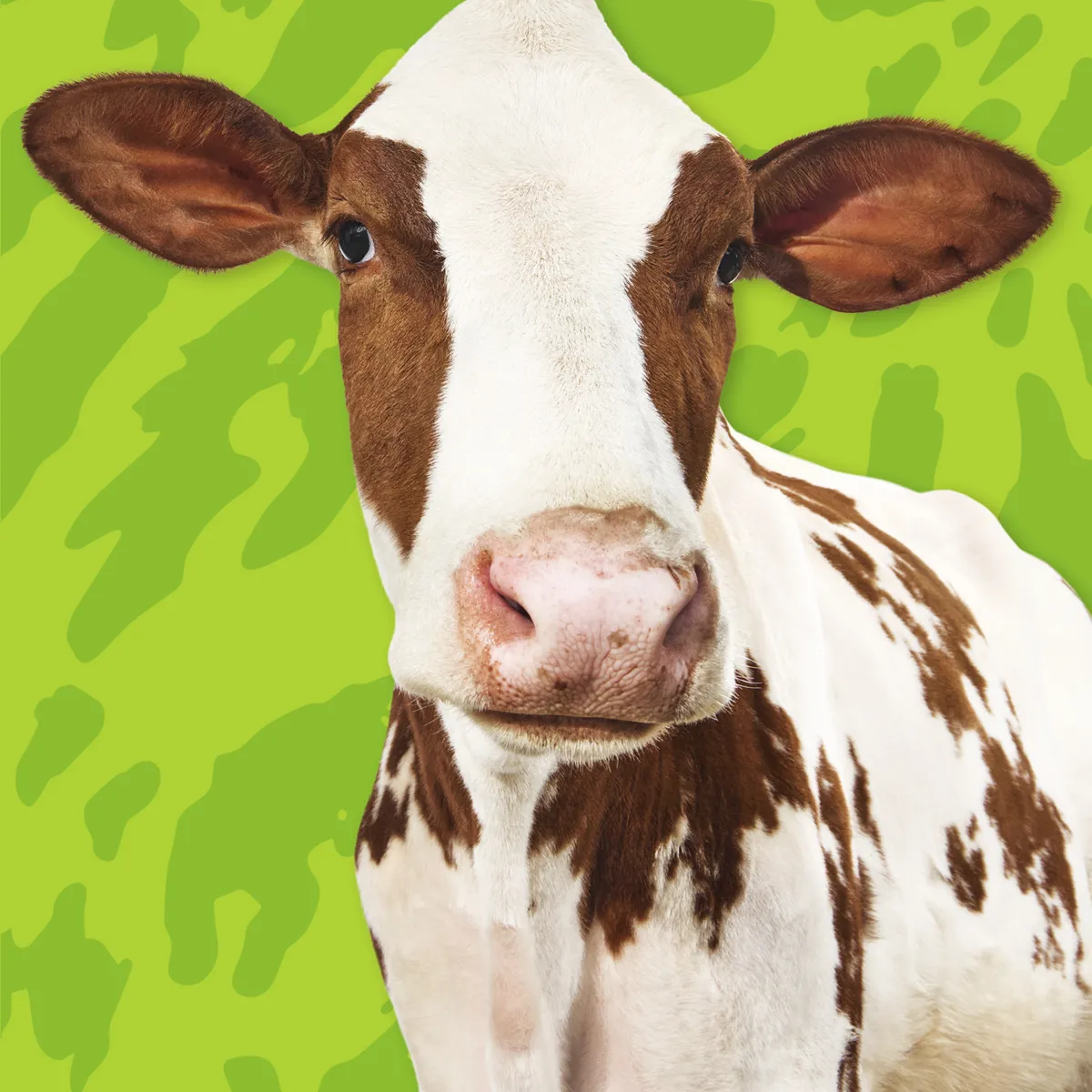 cow on green background