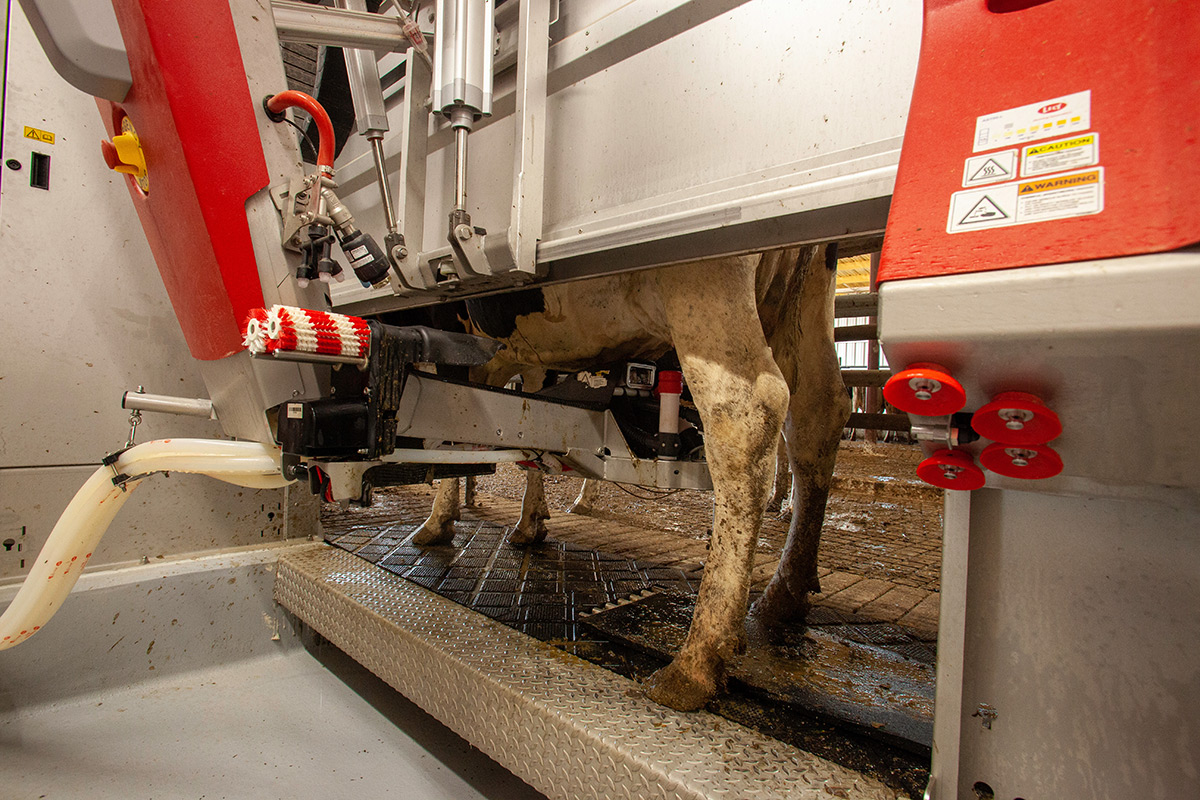 A robotic milker milks one of the cows at T & K Dairy.